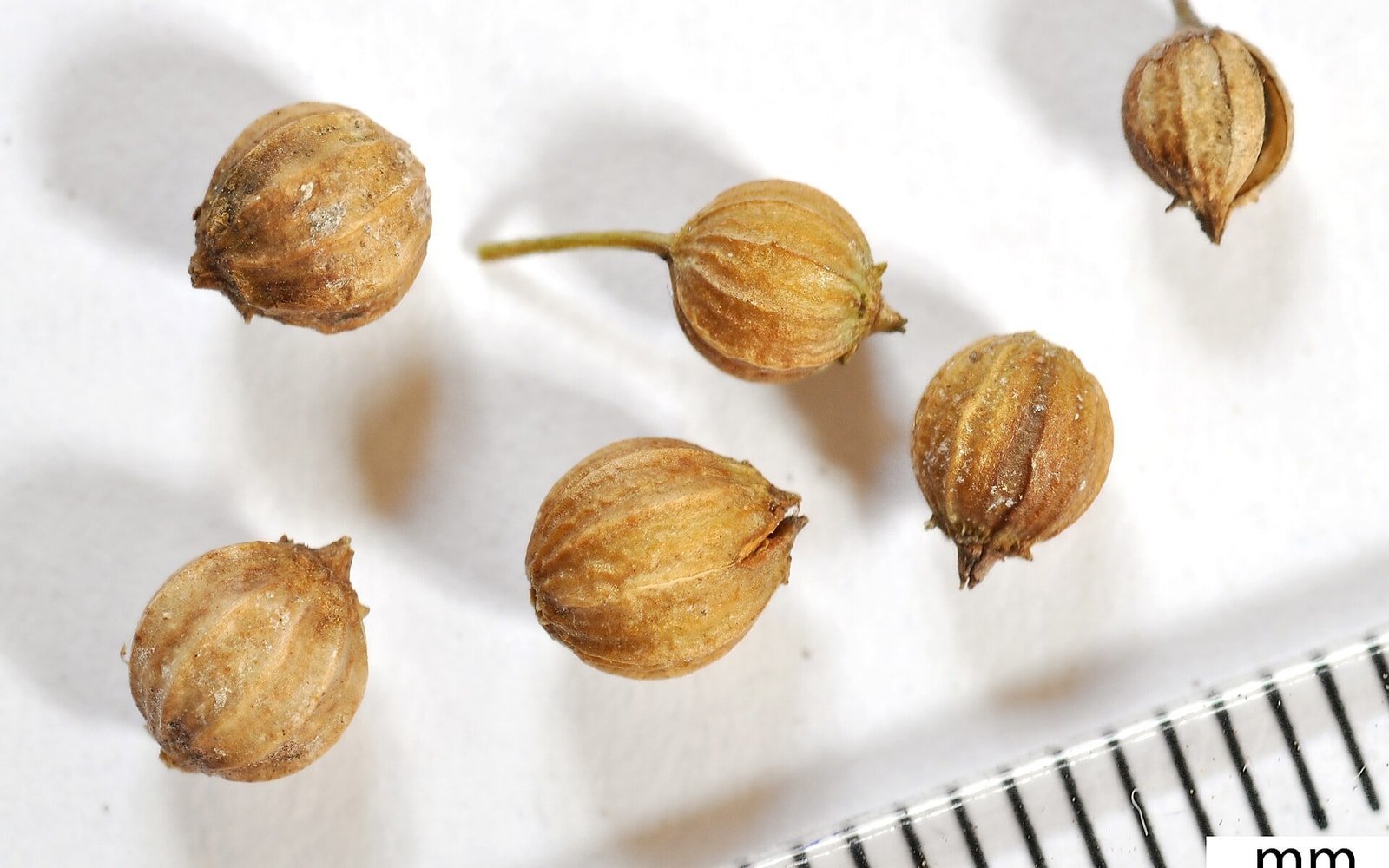Assorted coriander sowing seeds poured for packing